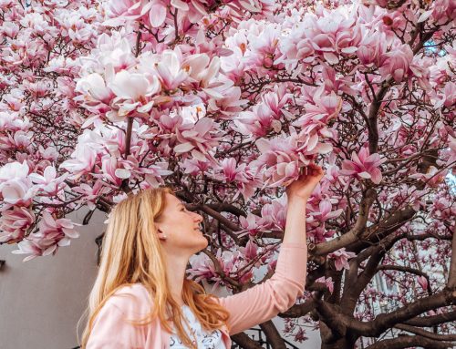 Best Magnolia and Cherry Blossom Locations in Vienna